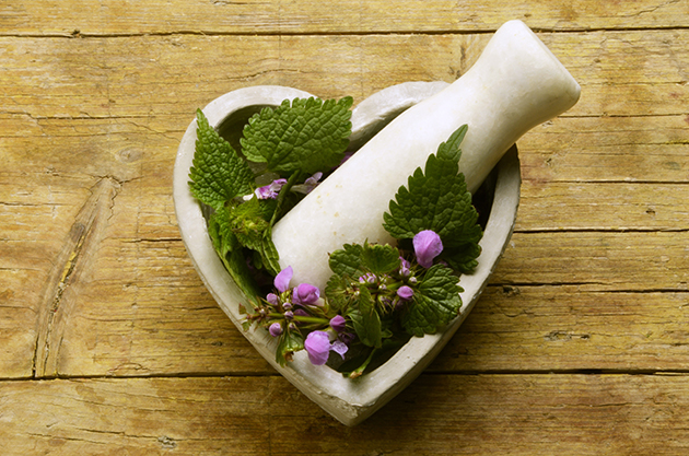 Urtica dioica   Ortica Stinging nettle