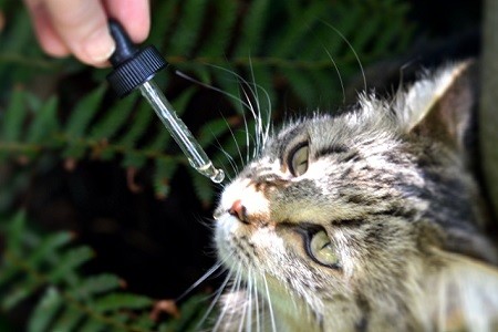 gatto-bach