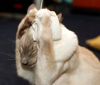 stressed-cat